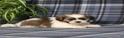 Teddy Bear dogs for sale: Yancy - Ad 3
