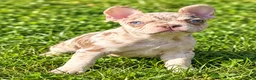 French Bulldog dogs for sale: Tonka - Ad 6