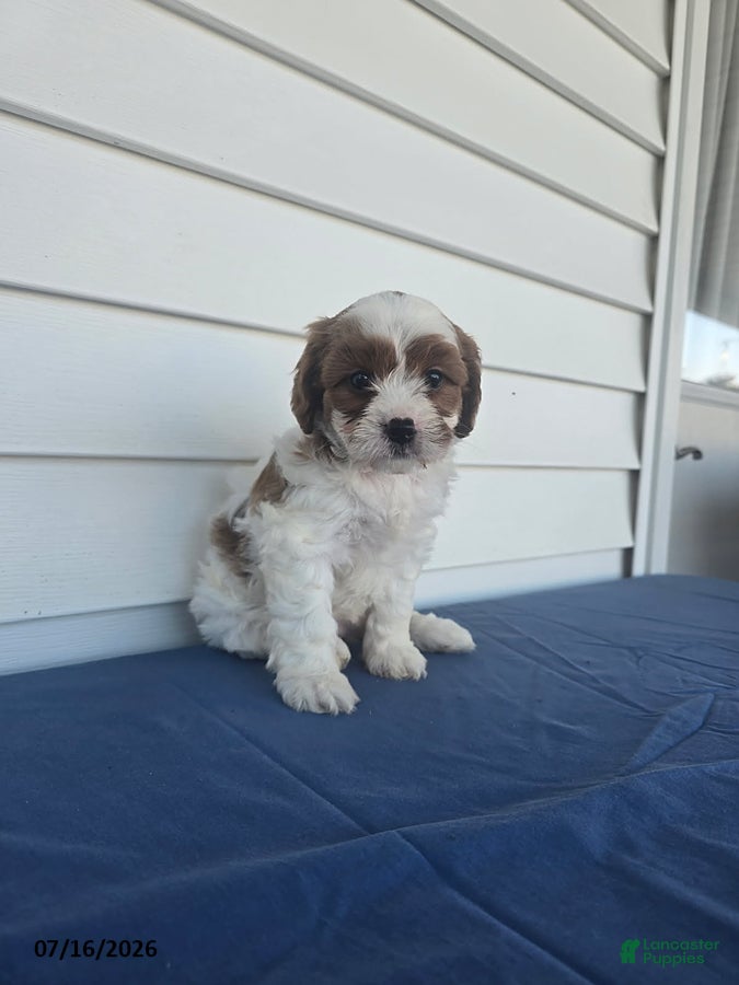 Cavapoo dogs Rose - Ad 1