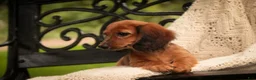 Miniature Dachshund dogs for sale: Annie Miniature Dachshund  - Ad 6