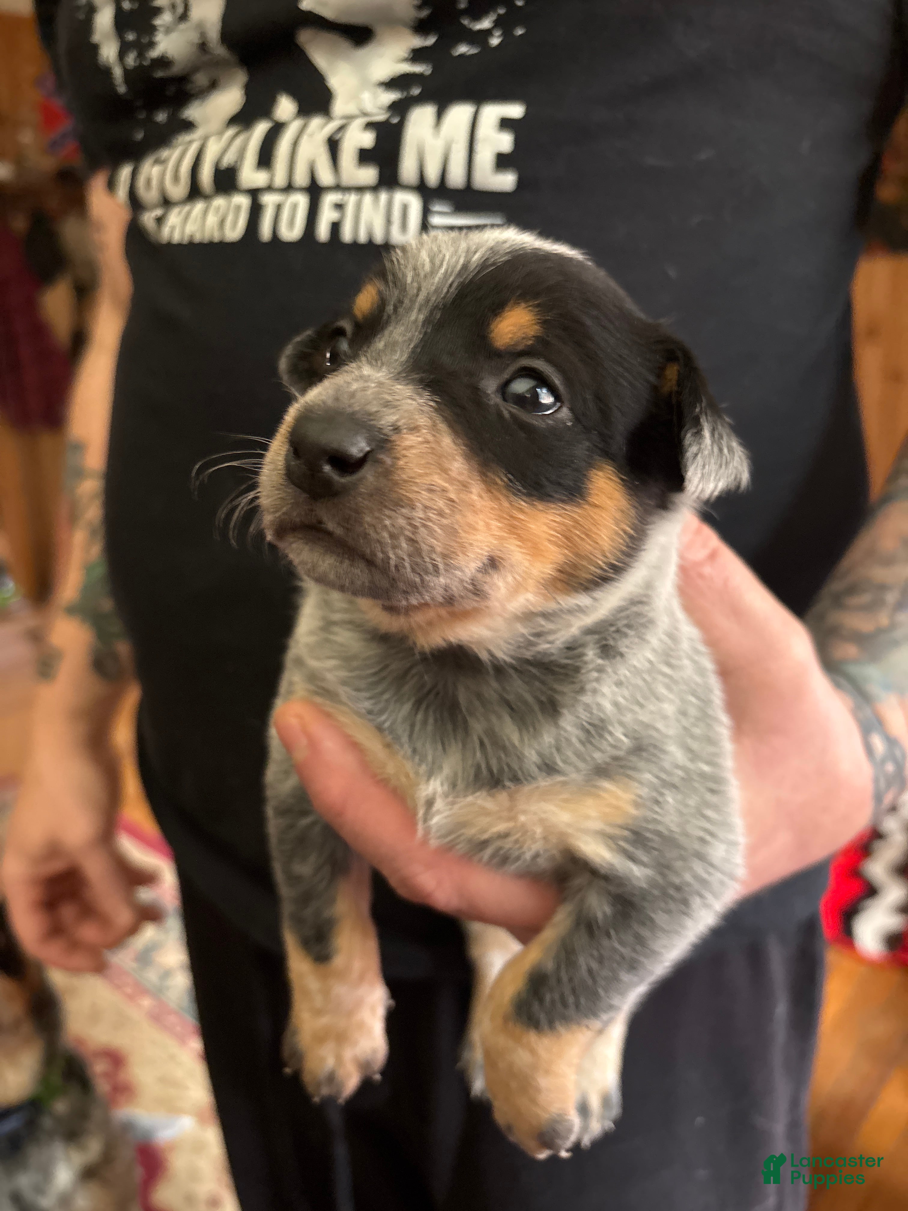 Australian Cattle Dog dogs Moe - Ad 25
