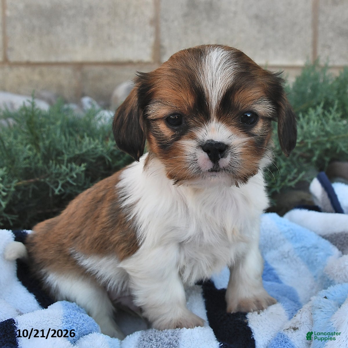 Mixed Breed dogs Buster - Ad 2