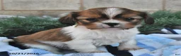 Mixed Breed dogs for sale: Buster - Ad 2