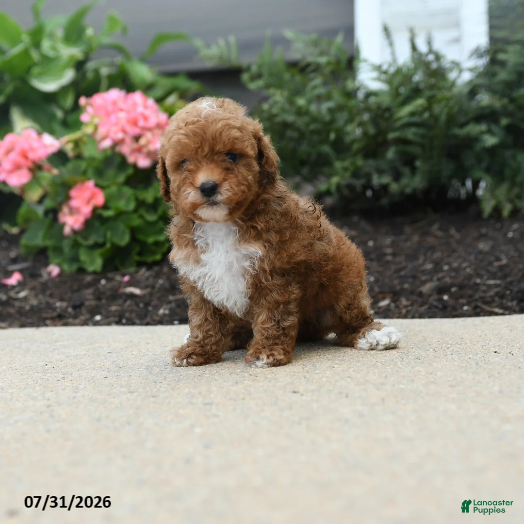 Toy Poodle dogs for sale: Bell  - Ad 5