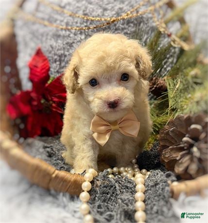 Toy Poodle dogs Toy Poodle Puppy 2 - Ad 27