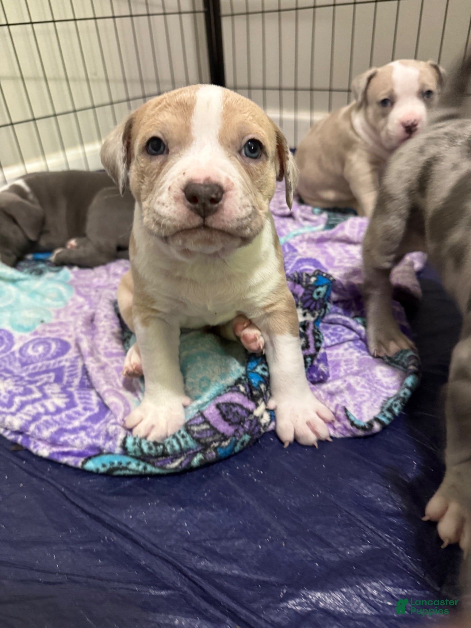American Bully dogs American Bully 4 *Copen* - Ad 35
