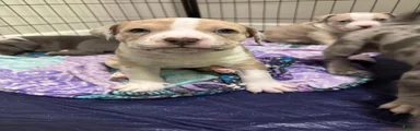 American Bully 4 *Copen*