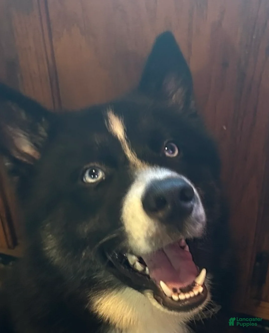 Siberian Husky dogs for sale: Tink - Ad 1