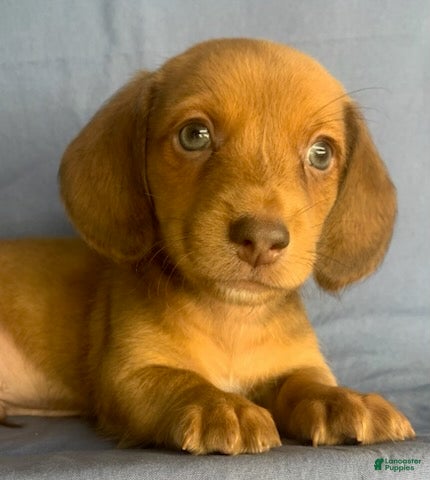 Miniature Dachshund dogs Chester - Ad 1
