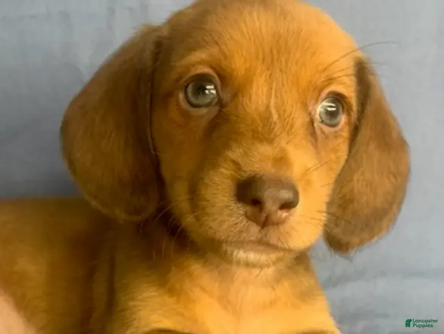 Miniature Dachshund dogs for sale: Chester - Ad 1