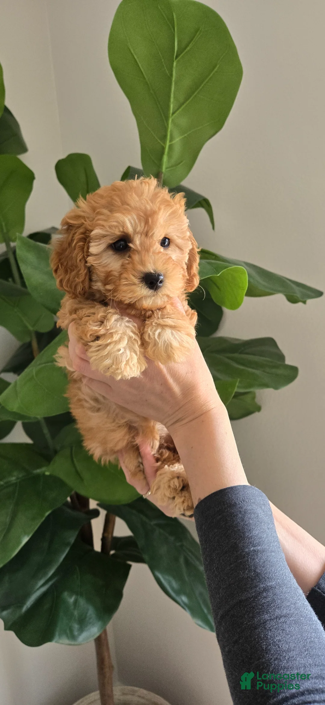 Toy Poodle dogs for sale: Toy Poodle Puppy 1 - Ad 9