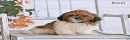 Shih Tzu dogs for sale: Remi - Ad 2