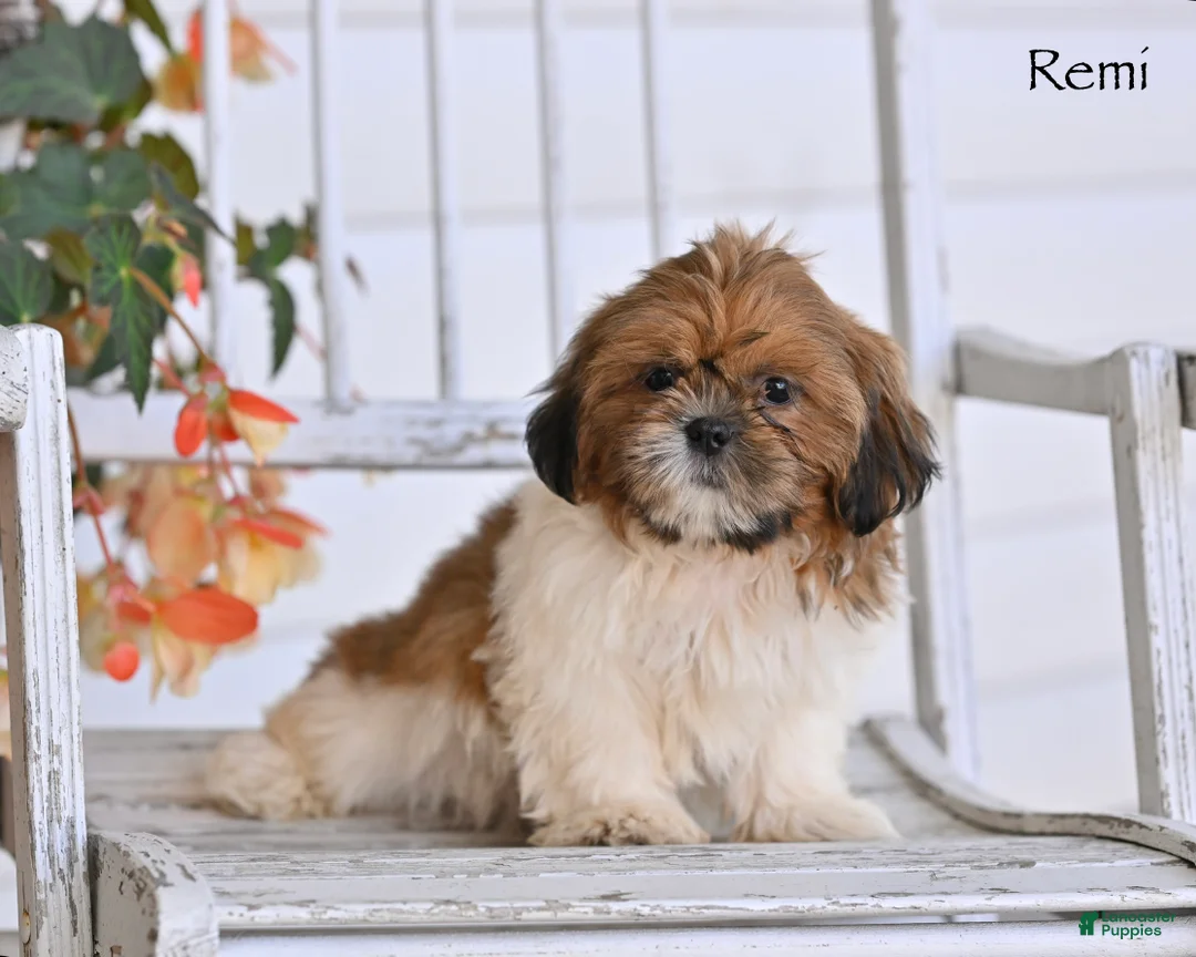 Shih Tzu dogs for sale: Remi - Ad 2