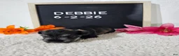 Miniature Schnauzer dogs for sale: Debbie - Ad 4