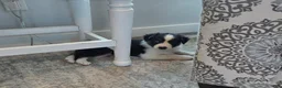Australian Shepherd dogs for sale: Lady Adele`de - Ad 4