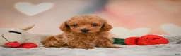 Toy Poodle dogs for sale: Joey - Ad 4