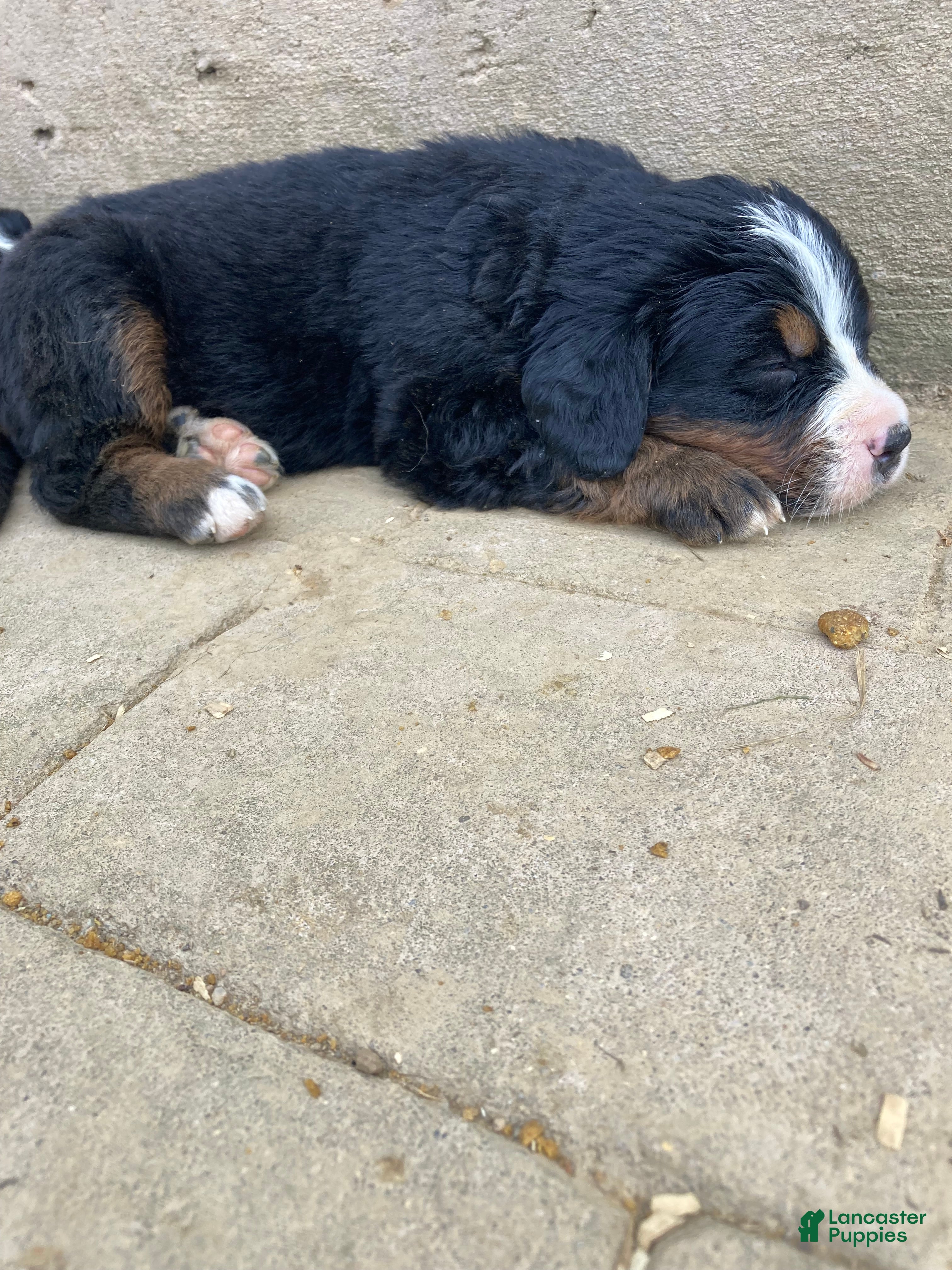 Bernese Mountain Dog dogs Bruiser - Ad 2