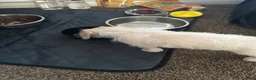 Mixed Breed dogs for sale: Mixed Breed 1 - Ad 5