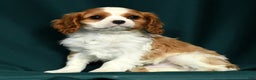 Cavalier King Charles Spaniel dogs for sale: Conrad - Ad 5