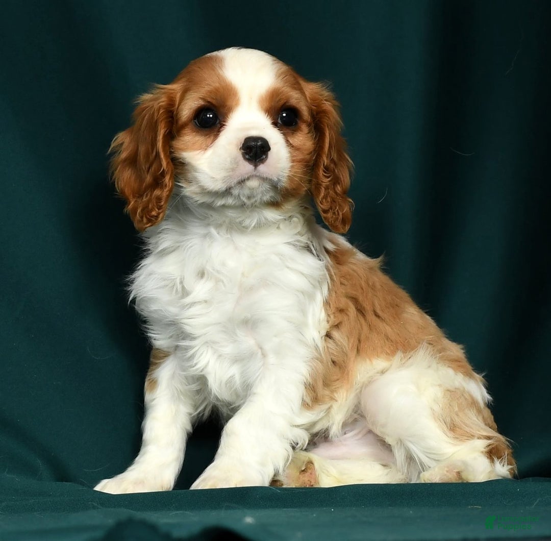 Cavalier King Charles Spaniel dogs for sale: Conrad - Ad 5