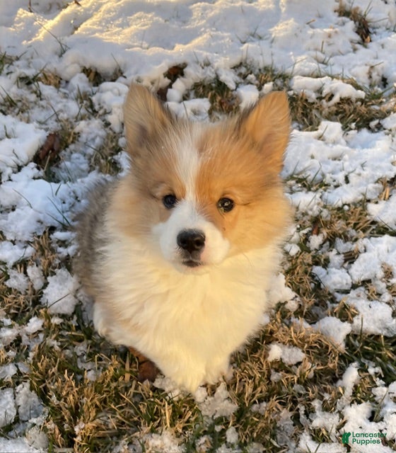 Welsh Corgi Pembroke dogs Welsh Corgi Pembroke Puppy 2 - Ad 37