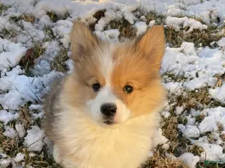 Welsh Corgi Pembroke dogs Welsh Corgi Pembroke Puppy 2 - Ad 37