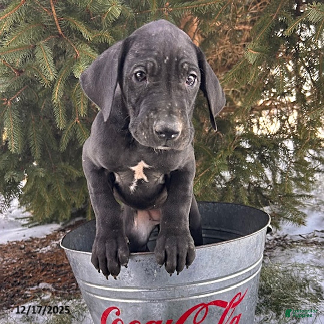 Great Dane dogs for sale: Siri - Ad 2