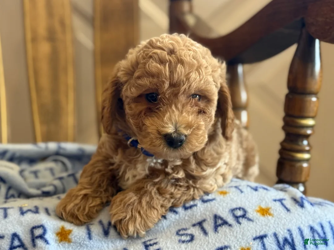 Bichpoo dogs for sale: Barry - Ad 2