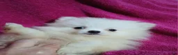 Pomeranian dogs for sale: AKC Grace - Ad 3