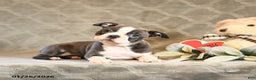 Boston Terrier dogs for sale: Hazel - Ad 4