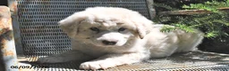 Great Pyrenees dogs for sale: Aspen - Ad 3