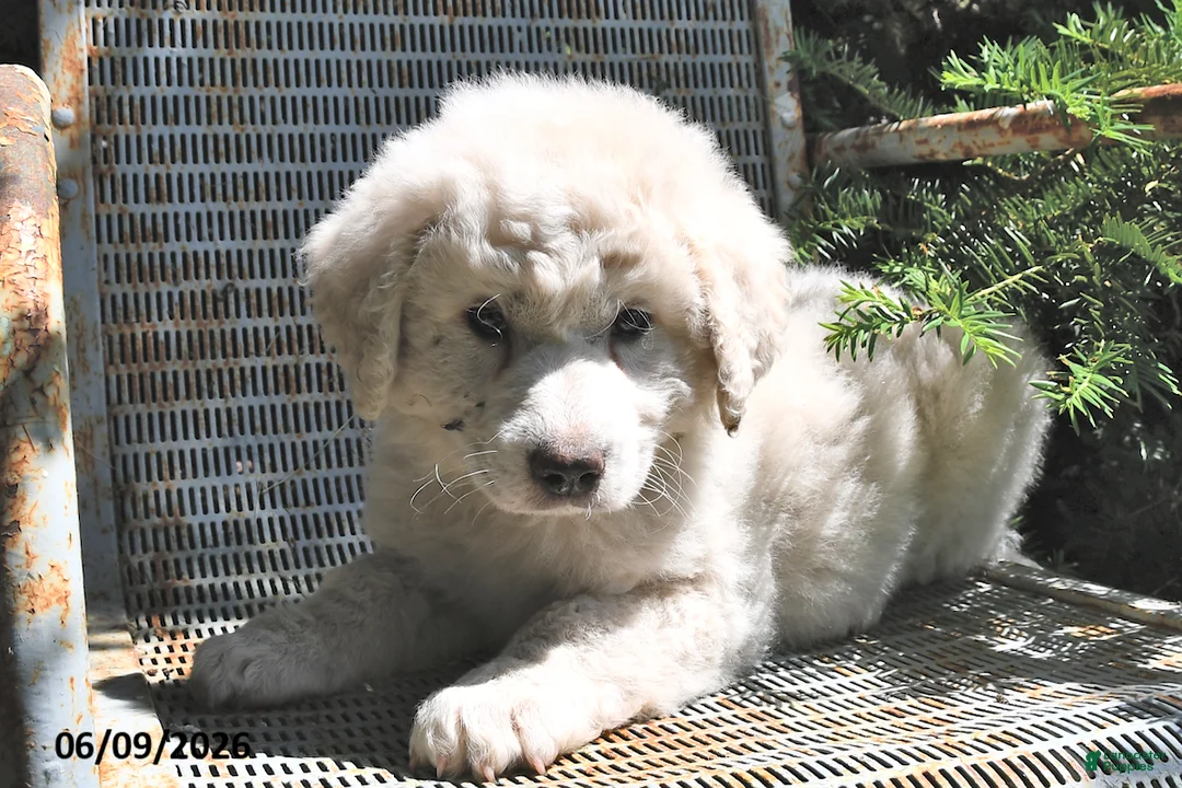 Great Pyrenees dogs for sale: Aspen - Ad 3