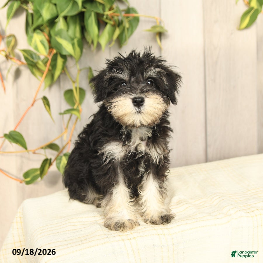 Miniature Schnauzer dogs for sale: Pedro - Ad 1