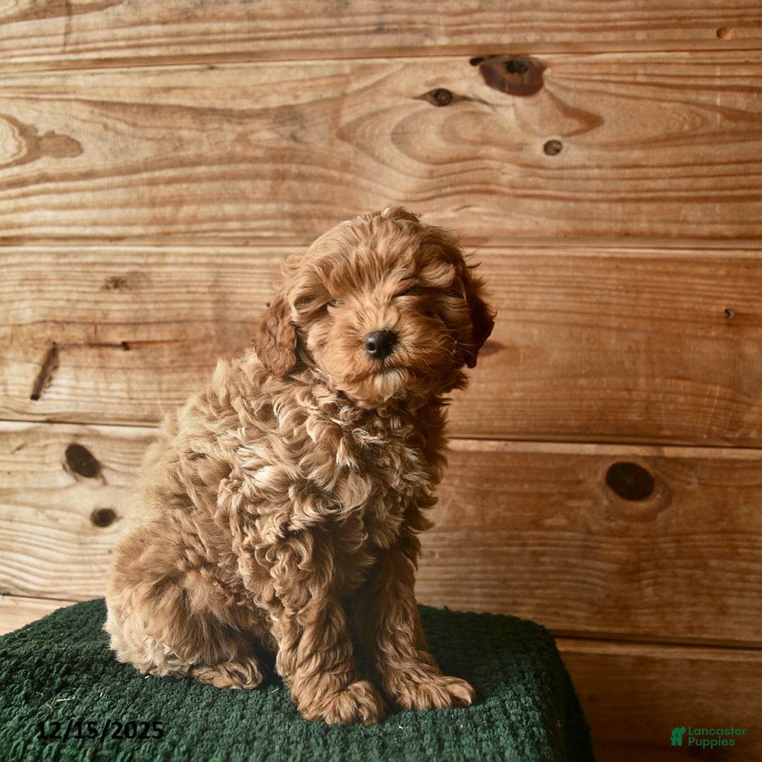 Mini Goldendoodle dogs for sale: Noah  - Ad 3