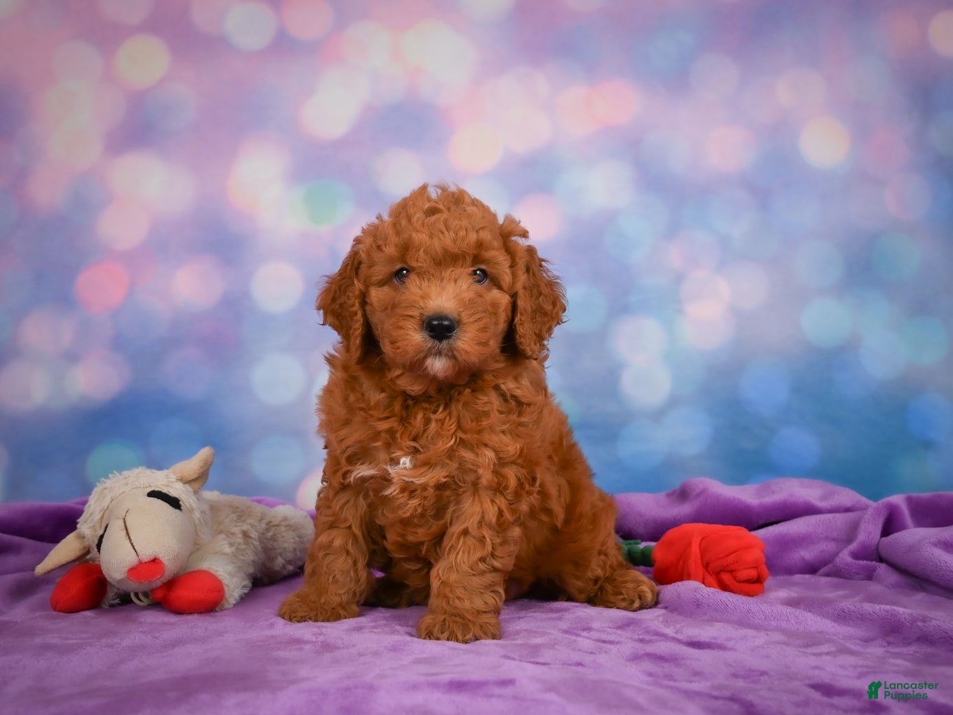 Roscoe