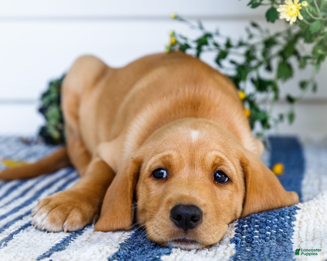 Golden Retriever Terrier mix puppies for sale in Goshen - Main Image