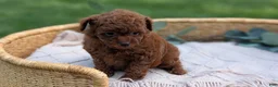 Toy Poodle dogs for sale: Carson - Ad 3