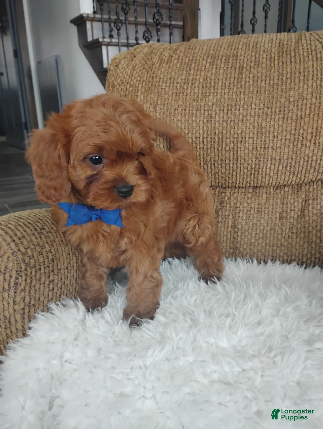 Cavapoo dogs for sale: Cody - Ad 5