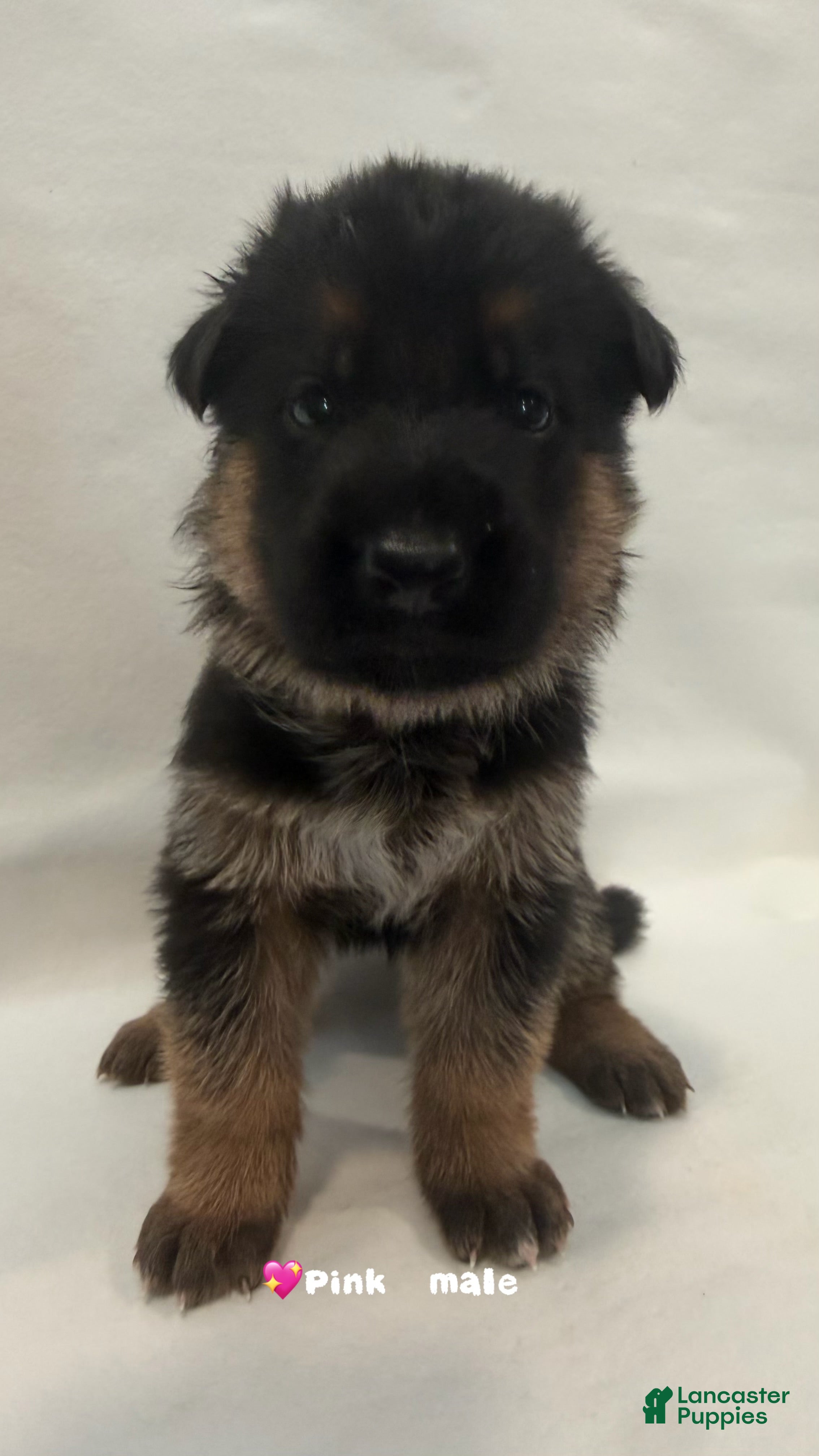German Shepherd dogs pink - Ad 41