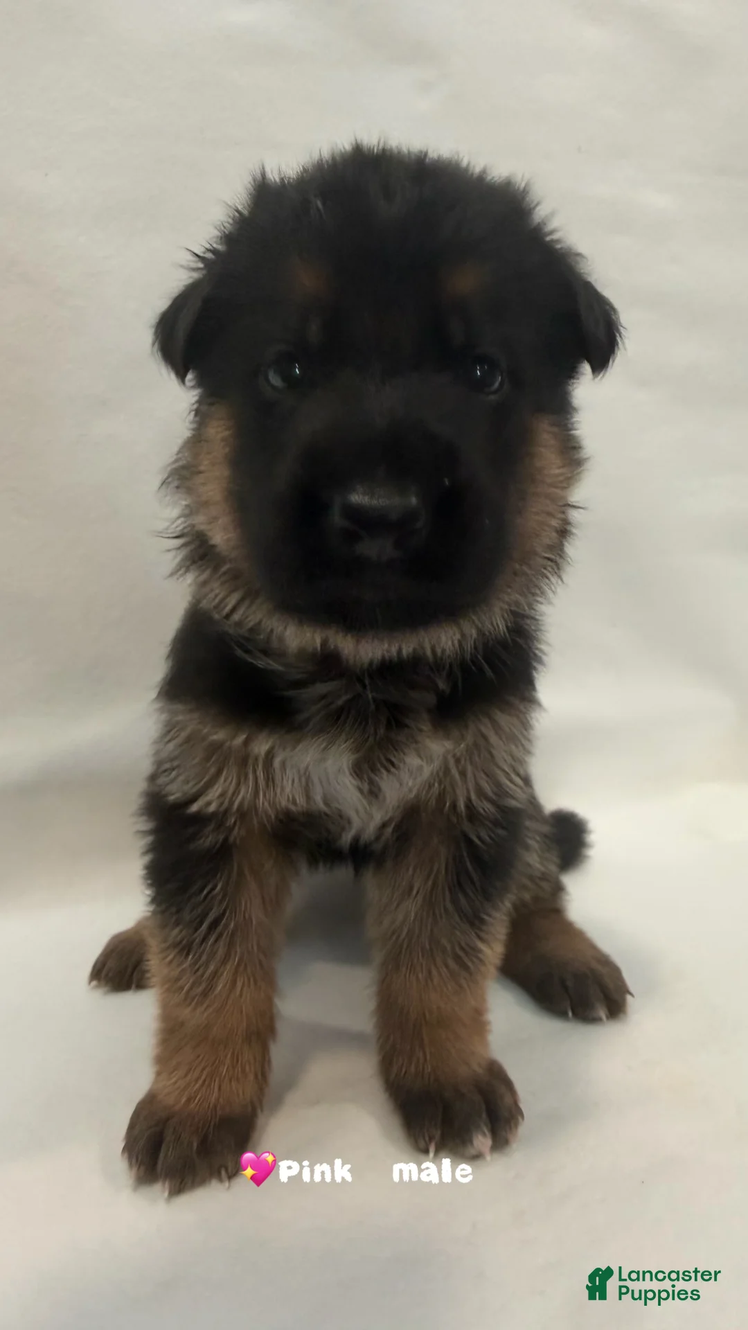 German Shepherd dogs for sale: pink - Ad 1