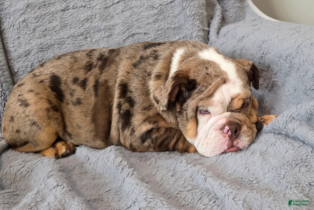 English Bulldog dogs for sale: Gatski - Ad 3