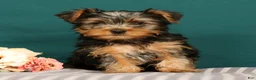 Yorkshire Terrier dogs for sale: Remmy - Ad 1