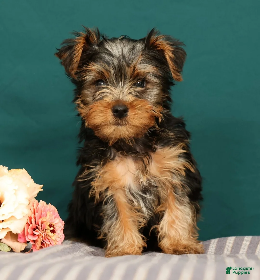 Yorkshire Terrier dogs for sale: Remmy - Ad 1