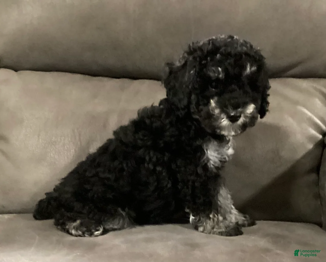 Miniature Poodle dogs for sale: Stormy  - Ad 5
