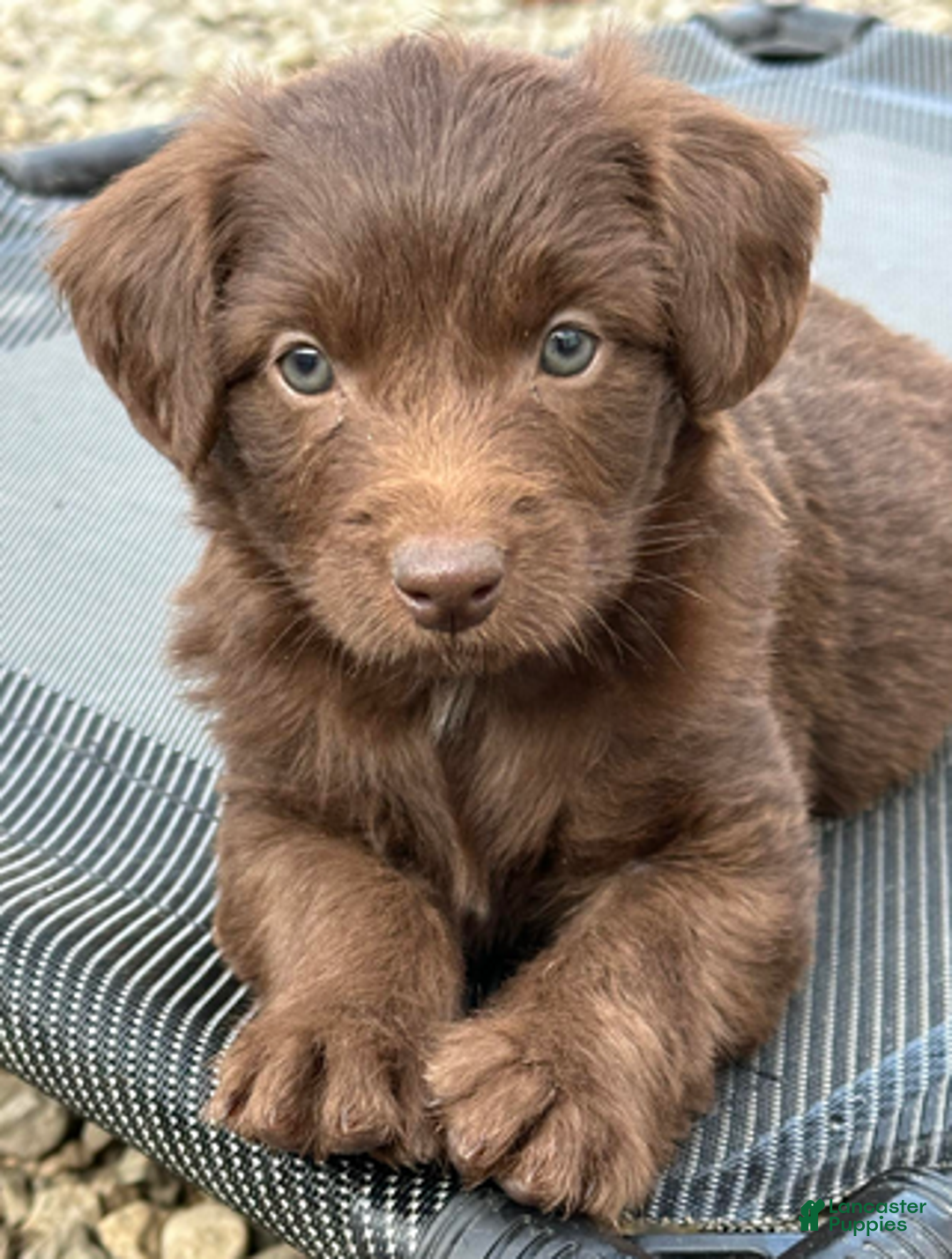 Aussiedoodle dogs for sale: Chocolate girl 4 - Ad 1