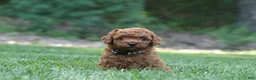Miniature Poodle dogs for sale: Miniature Poodle 1 - Ad 1