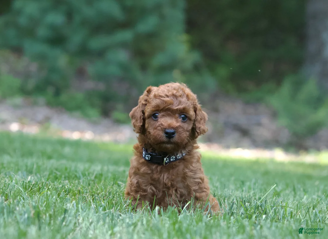 Miniature Poodle dogs for sale: Miniature Poodle 1 - Ad 1