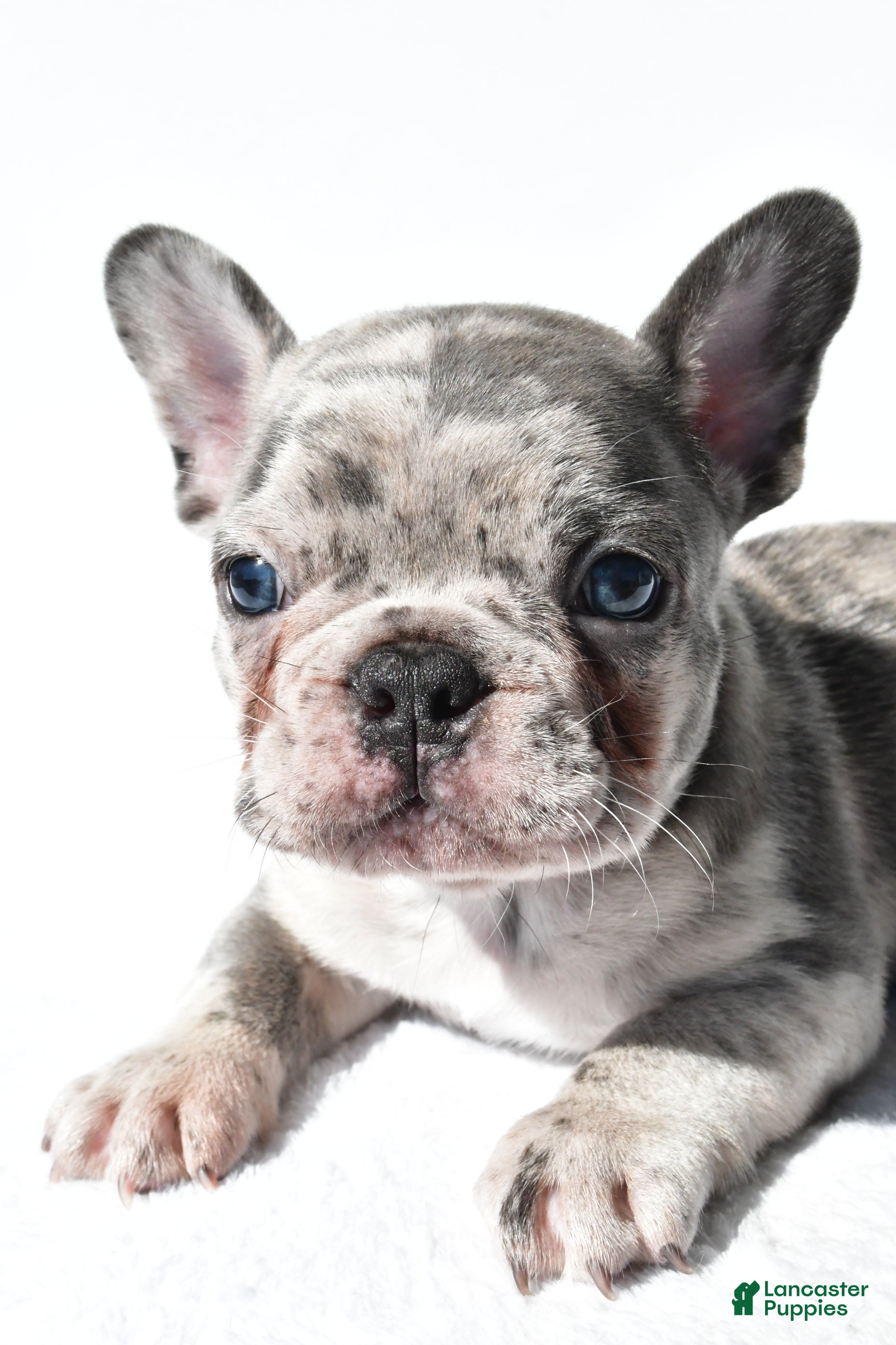 French Bulldog dogs Joshua - Ad 2