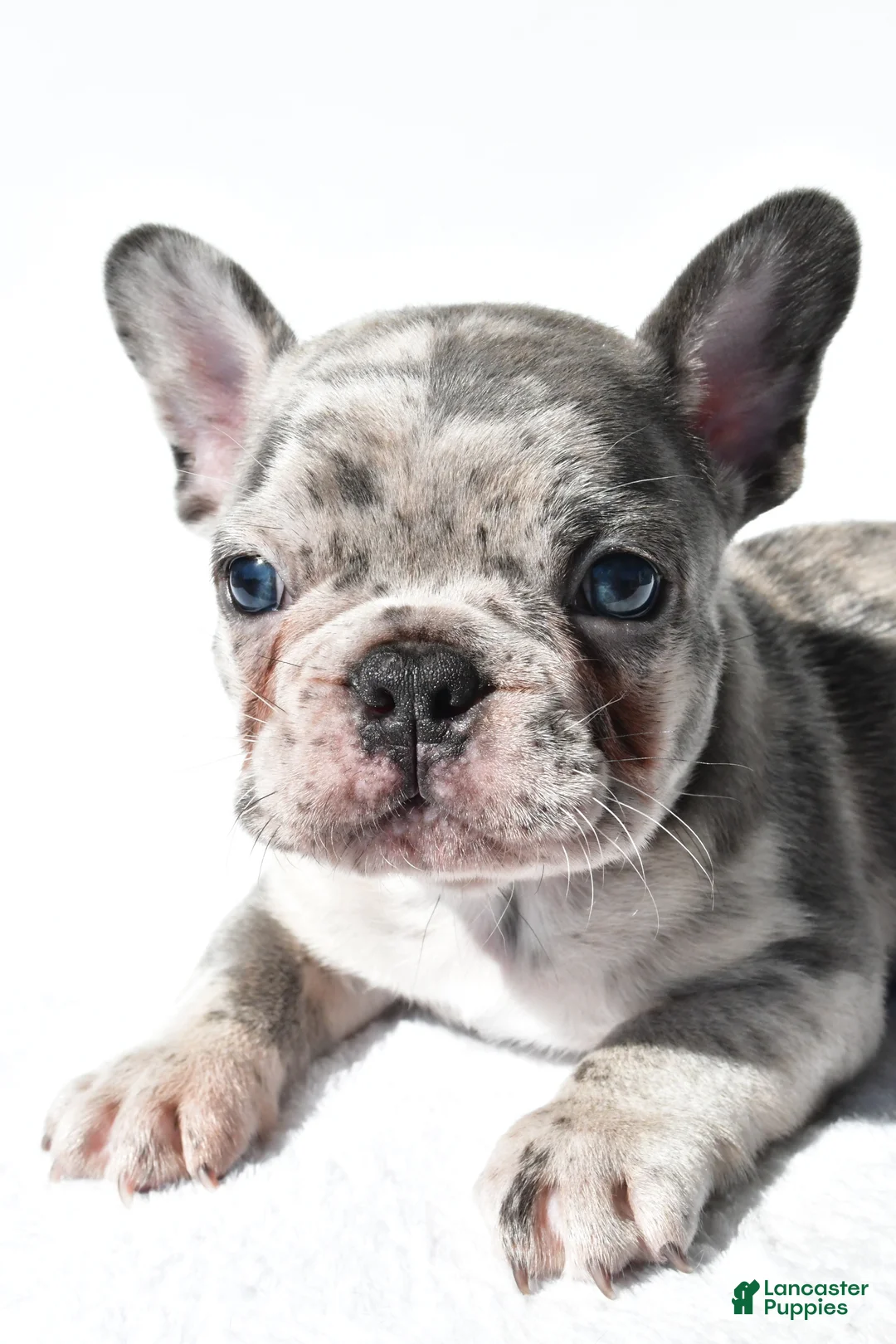 French Bulldog dogs for sale: Joshua - Ad 2