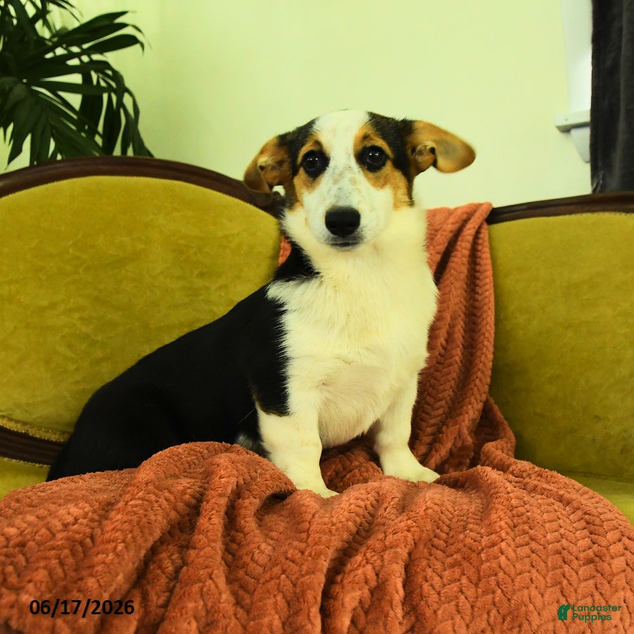 Welsh Corgi Pembroke dogs Tiffany - Ad 1